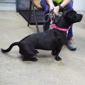 Picture of Bagheera