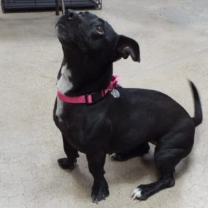 Picture of Bagheera