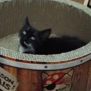 Picture of Bahama
