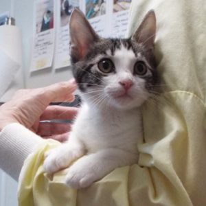Picture of Beanie