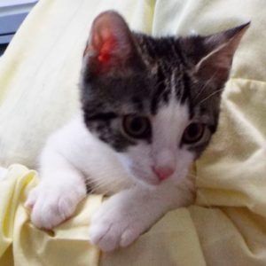 Picture of Beanie