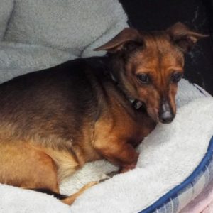 Picture of Binky