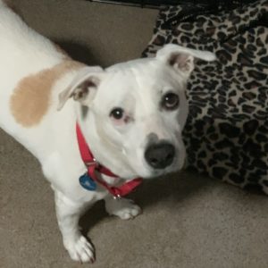 Picture of Cassie