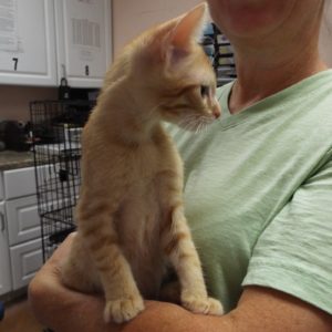 Picture of Cheddar