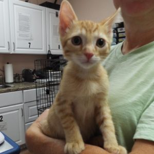 Picture of Cheddar