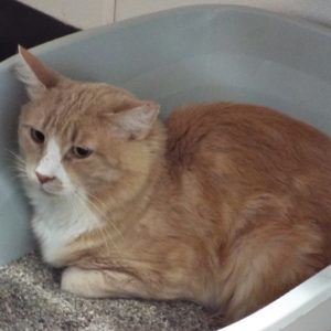 Picture of Cheeto