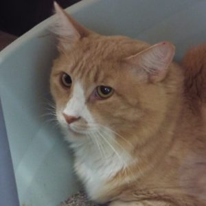Picture of Cheeto