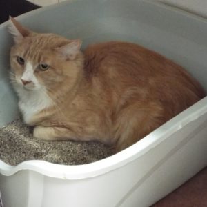 Picture of Cheeto