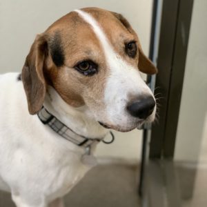 Picture of Cooper Boy