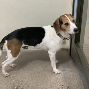 Picture of Cooper Boy