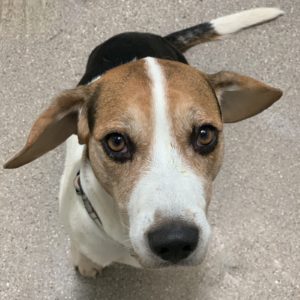 Picture of Cooper Boy