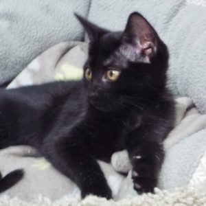 Picture of Dewberry