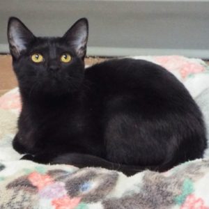 Picture of Dewberry