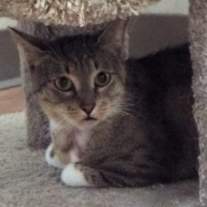 Picture of Doublemint