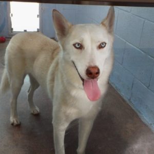 Picture of Elsa