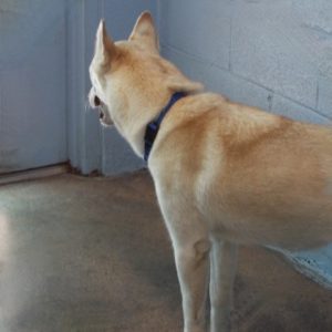 Picture of Elsa