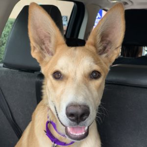 Picture of Fern