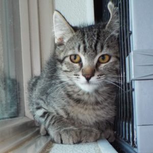 Picture of Flip