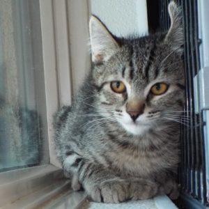 Picture of Flip