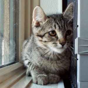 Picture of Flip