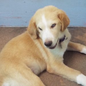 Picture of Goose