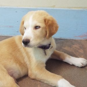 Picture of Goose