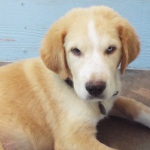 Picture of Goose