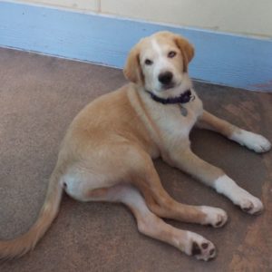 Picture of Goose