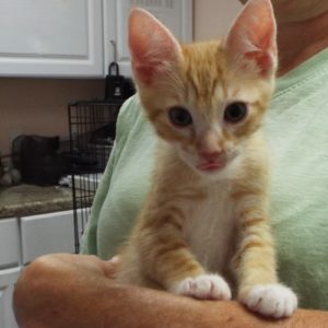 Picture of Havarti