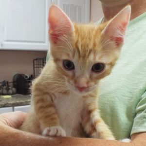 Picture of Havarti