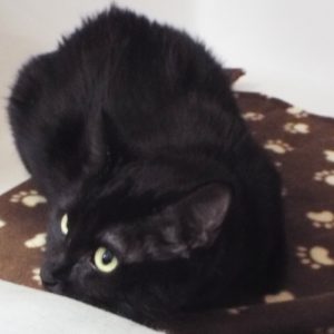 Picture of Korita