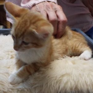 Picture of Malbec