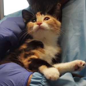 Picture of Merlot