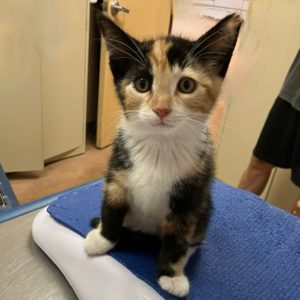 Picture of Merlot