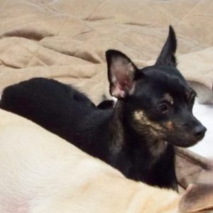 Picture of Morticia