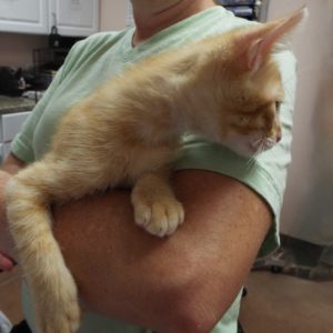 Picture of Mozzarella