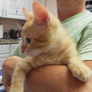Picture of Mozzarella
