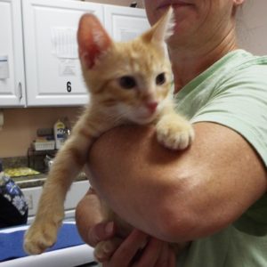 Picture of Mozzarella
