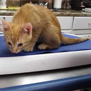 Picture of Mozzarella