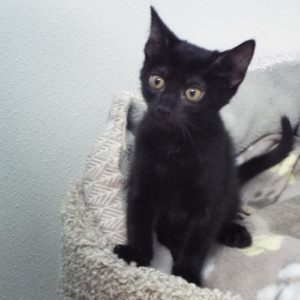 Picture of Mulberry