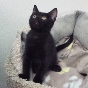 Picture of Mulberry