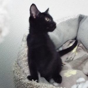 Picture of Mulberry