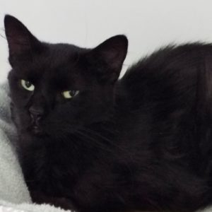 Picture of Oliver