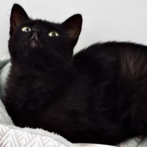 Picture of Oliver