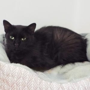 Picture of Oliver