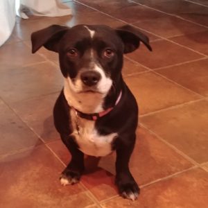 Picture of Oreo