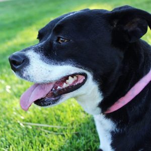 Picture of Oreo