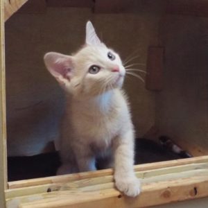 Picture of Pitcher