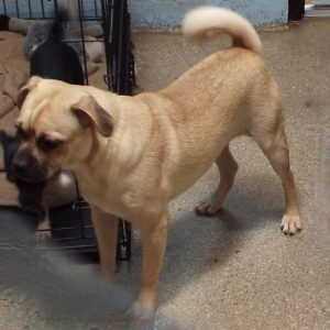 Picture of Pugsley