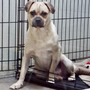 Picture of Pugsley